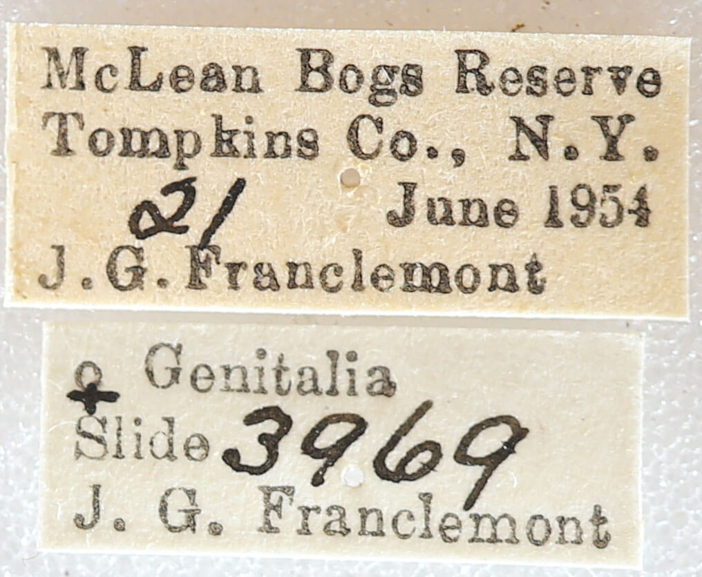 label view of adult Euchlaena muzaria