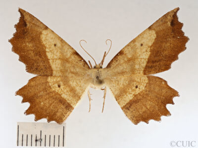 dorsal view of adult Euchlaena muzaria