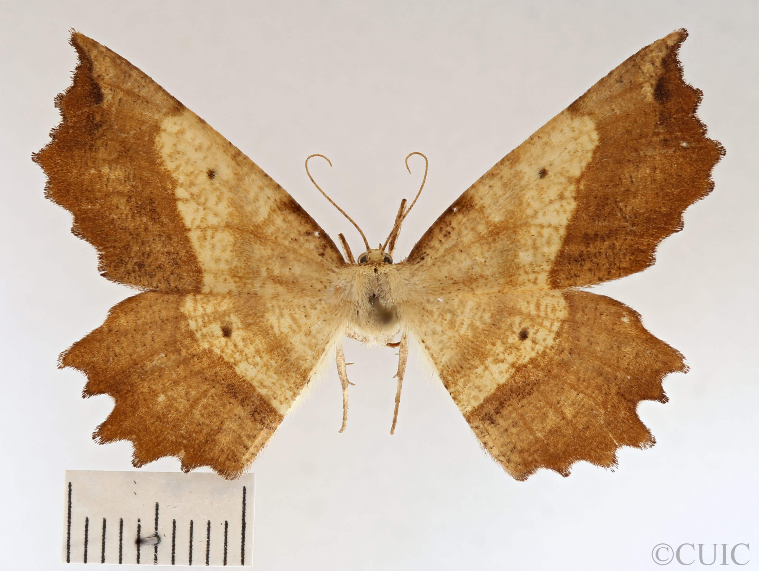 dorsal view of adult Euchlaena muzaria