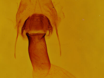 genitalia view of adult Euchlaena muzaria