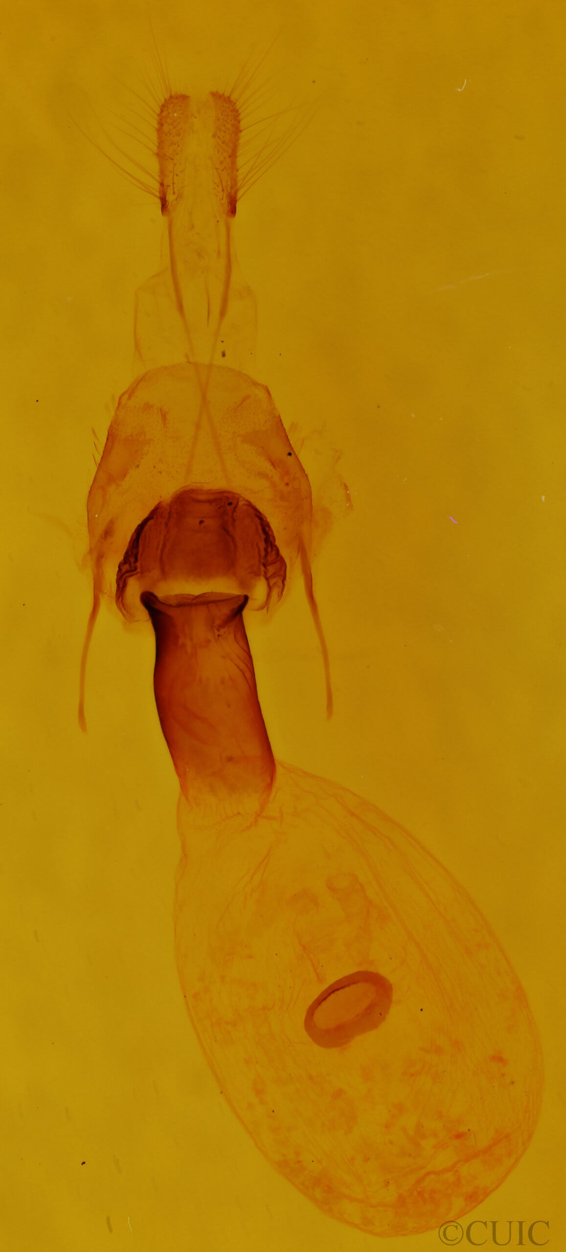 genitalia view of adult Euchlaena muzaria