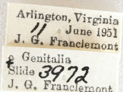 label view of adult Euchlaena obtusaria