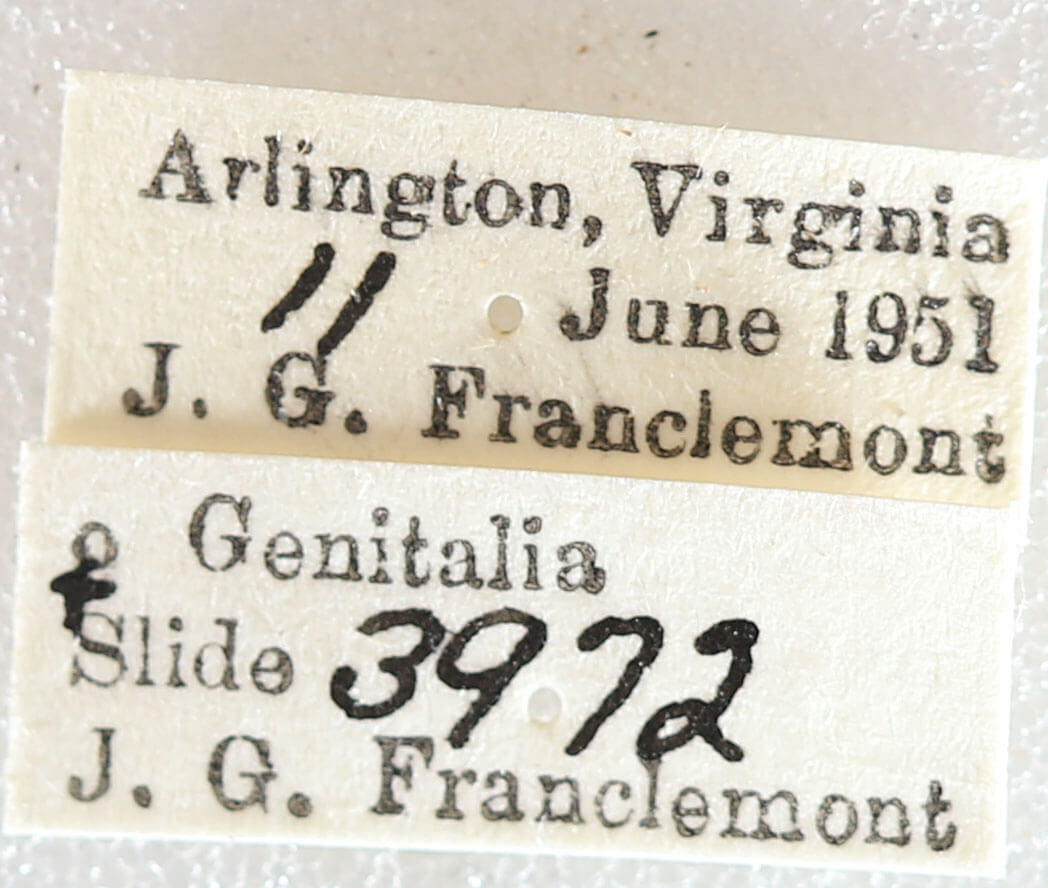 label view of adult Euchlaena obtusaria