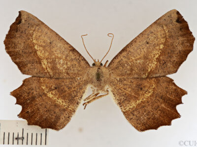 dorsal view of adult Euchlaena obtusaria