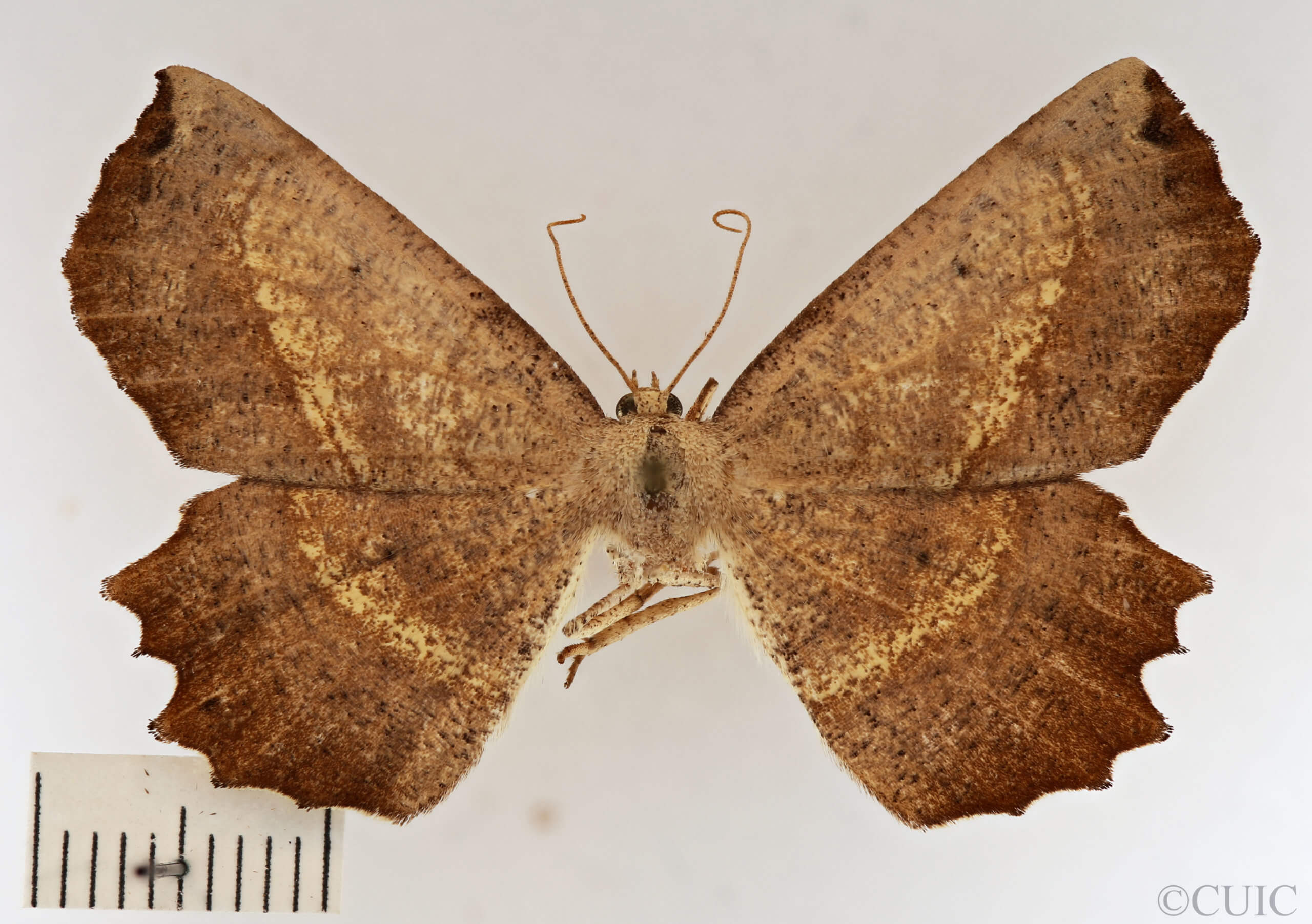 dorsal view of adult Euchlaena obtusaria