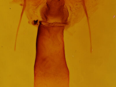 genitalia view of adult Euchlaena obtusaria