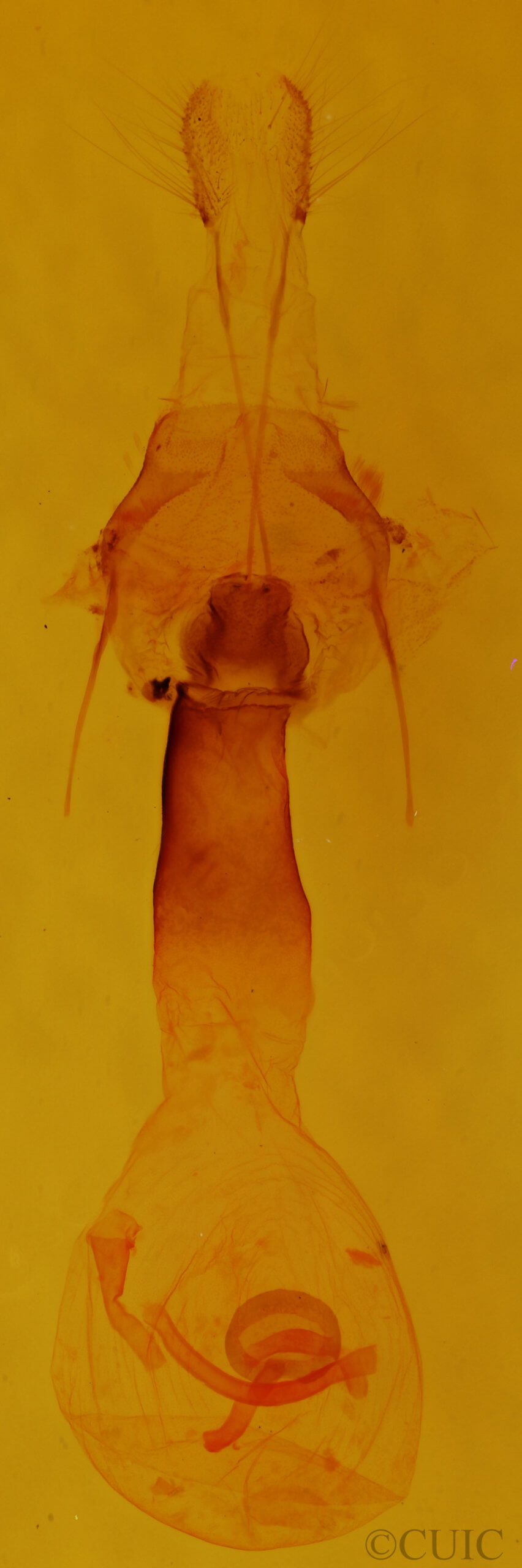 genitalia view of adult Euchlaena obtusaria