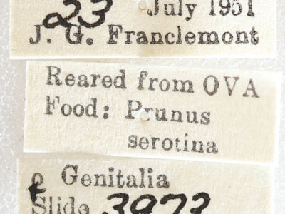 label view of adult Euchlaena obtusaria