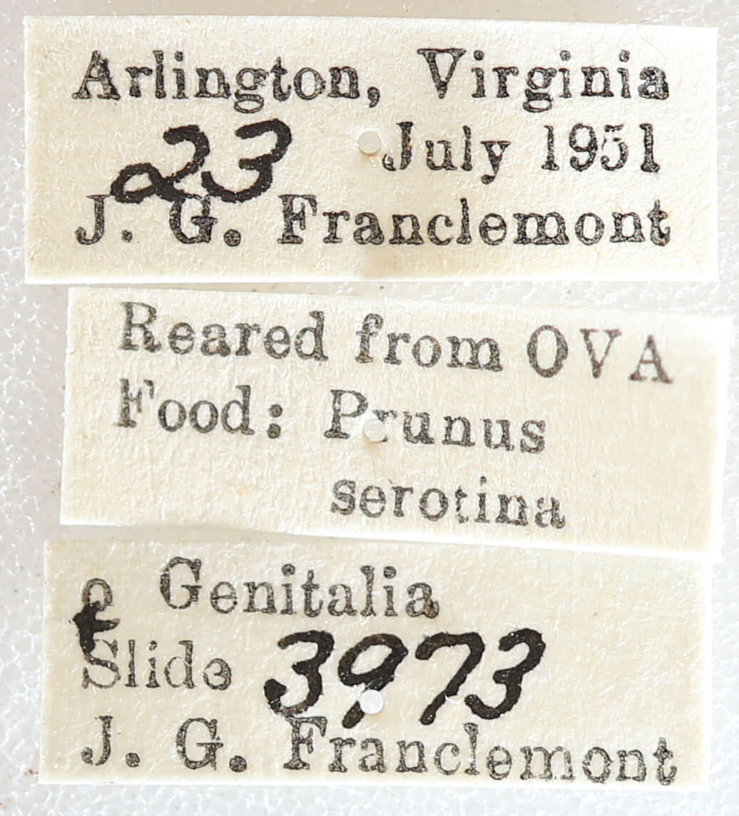 label view of adult Euchlaena obtusaria