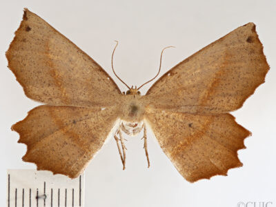 dorsal view of adult Euchlaena obtusaria