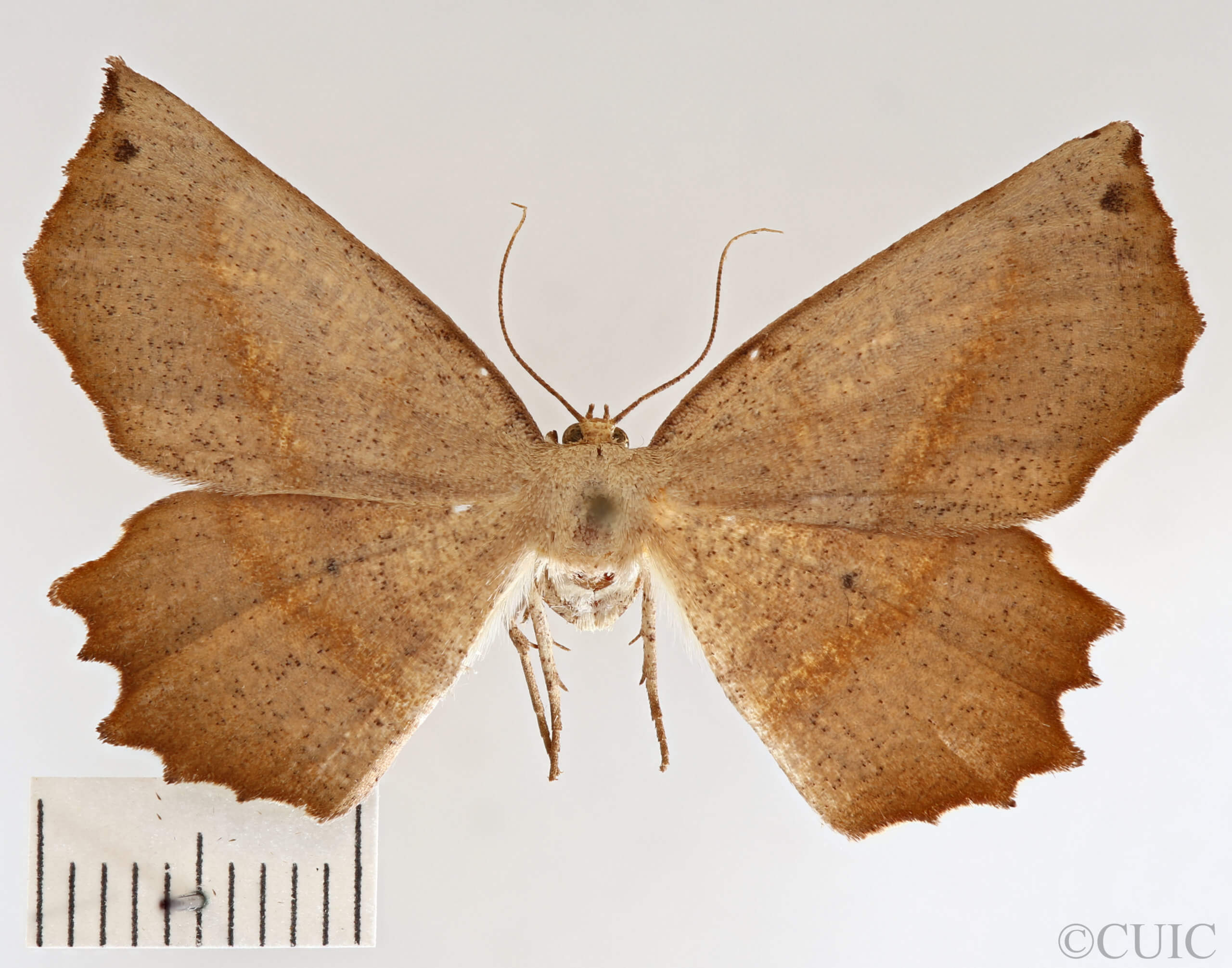 dorsal view of adult Euchlaena obtusaria