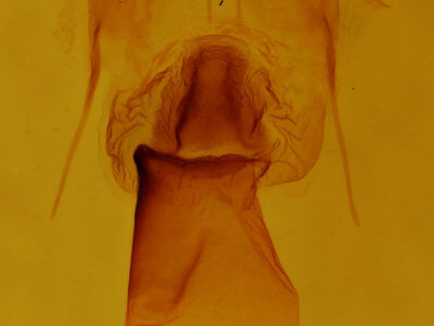 genitalia view of adult Euchlaena obtusaria