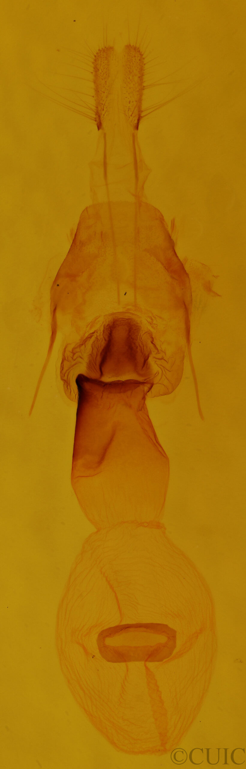 genitalia view of adult Euchlaena obtusaria