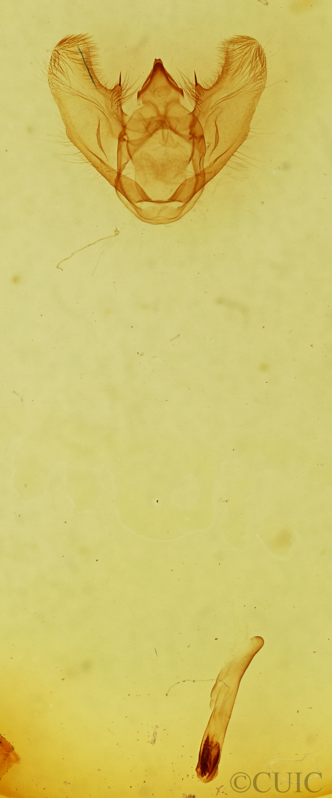 genitalia view of adult Euchlaena pectinaria