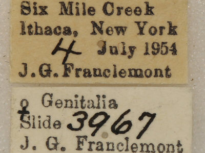 label view of adult Euchlaena serrata