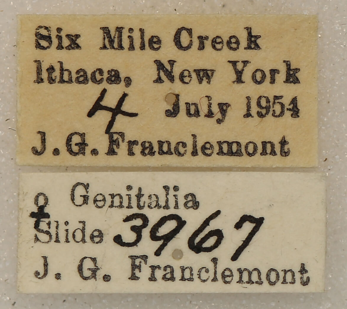 label view of adult Euchlaena serrata
