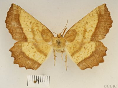 dorsal view of adult Euchlaena serrata