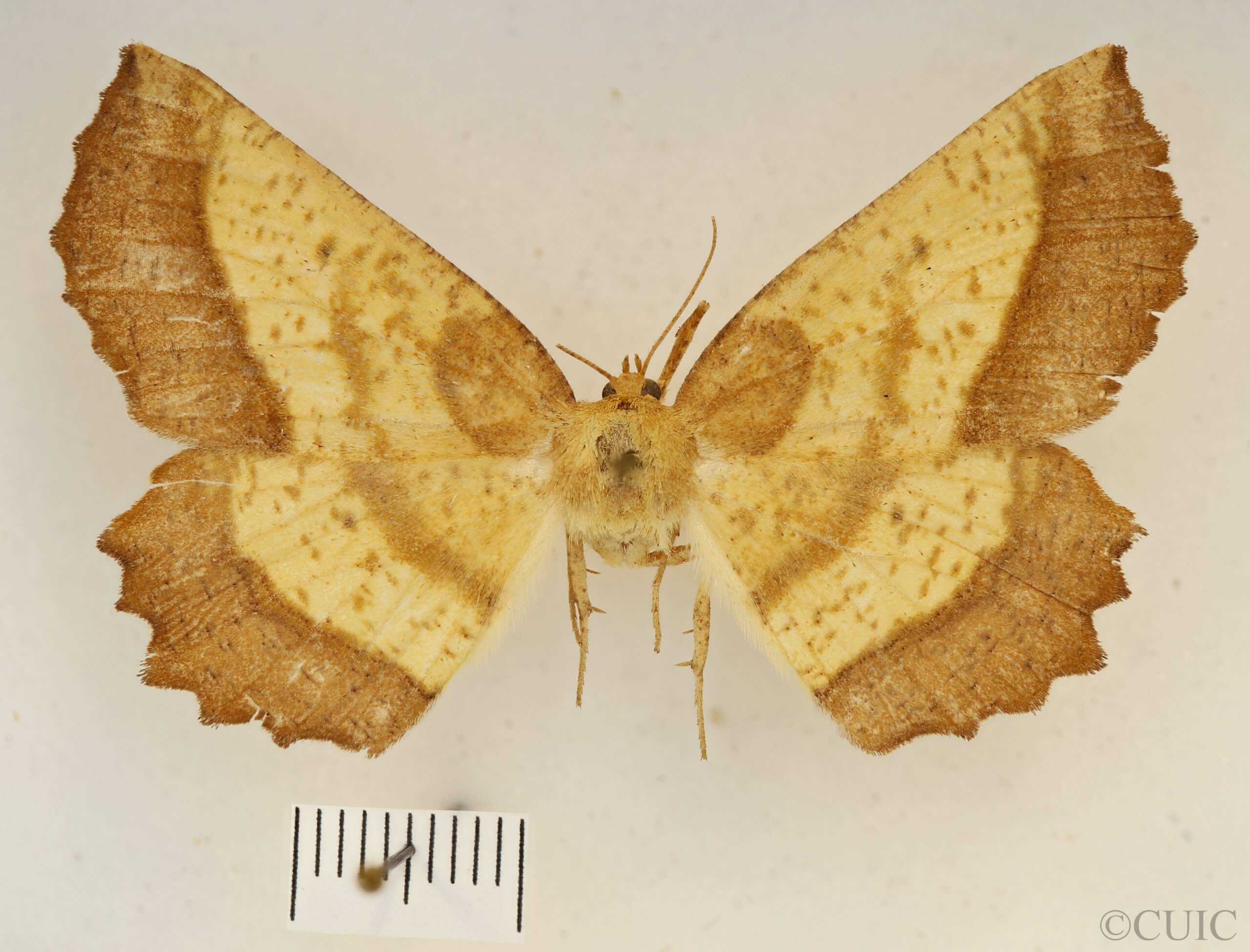 dorsal view of adult Euchlaena serrata