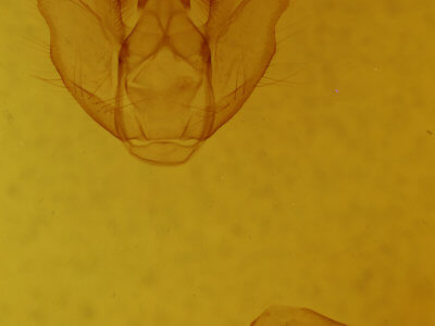 genitalia view of adult Euchlaena tigrinaria