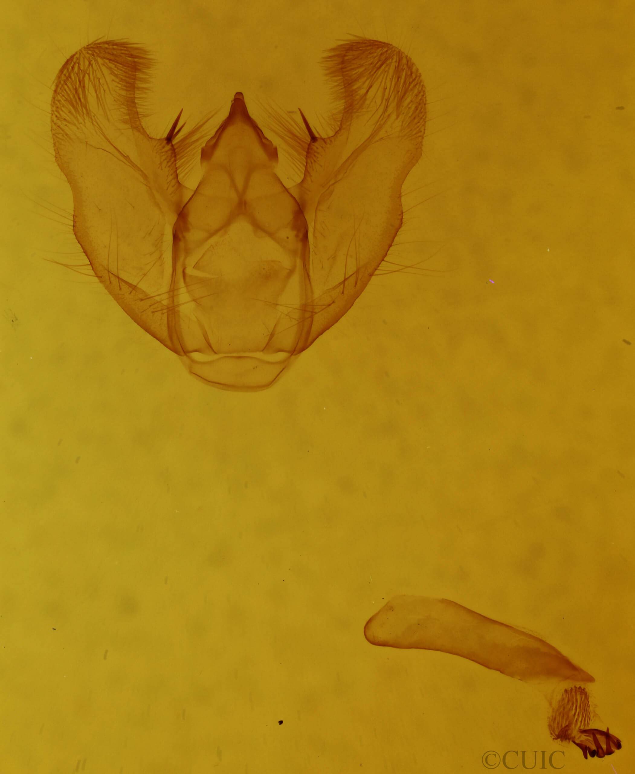 genitalia view of adult Euchlaena tigrinaria