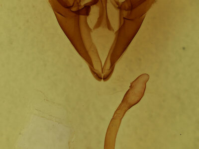 genitalia view of adult Euclidia cuspidea