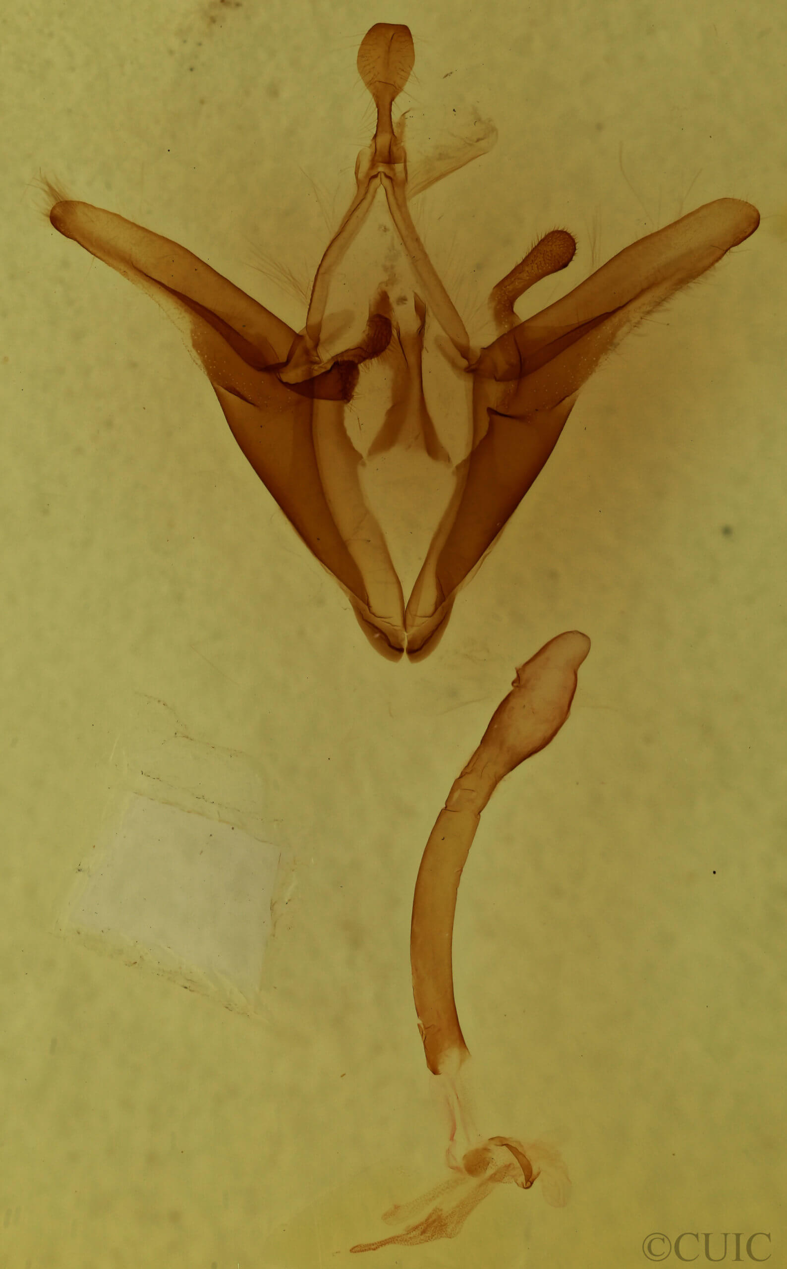 genitalia view of adult Euclidia cuspidea