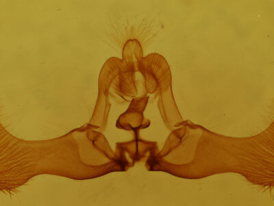 genitalia view of adult Eucosma optimana