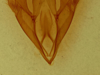 genitalia view of adult Euparthenos nubilis