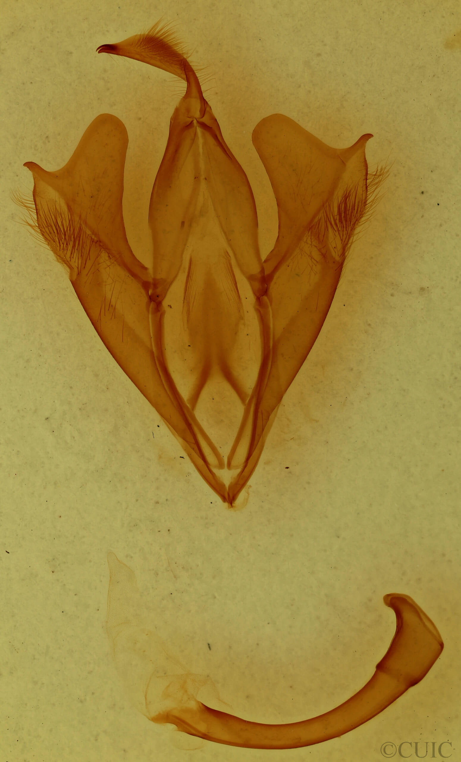 genitalia view of adult Euparthenos nubilis