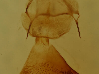 genitalia view of adult Eupithecia gelidata