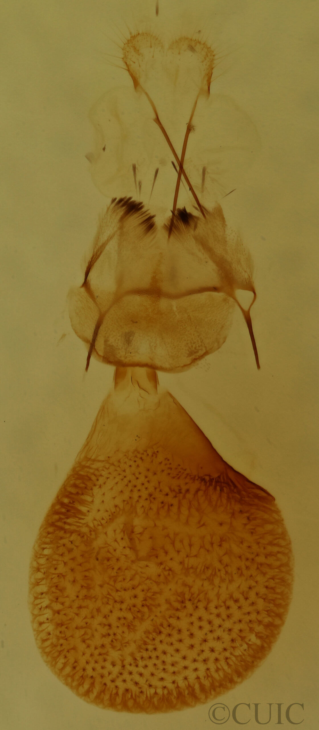 genitalia view of adult Eupithecia gelidata