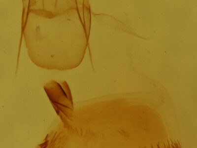 genitalia view of adult Eupithecia mutata