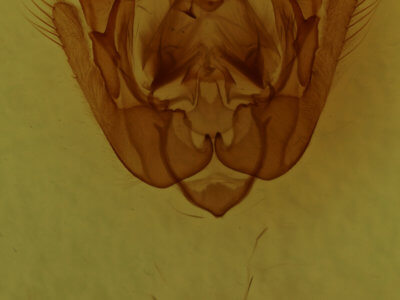 genitalia view of adult Euplexia benesimilis