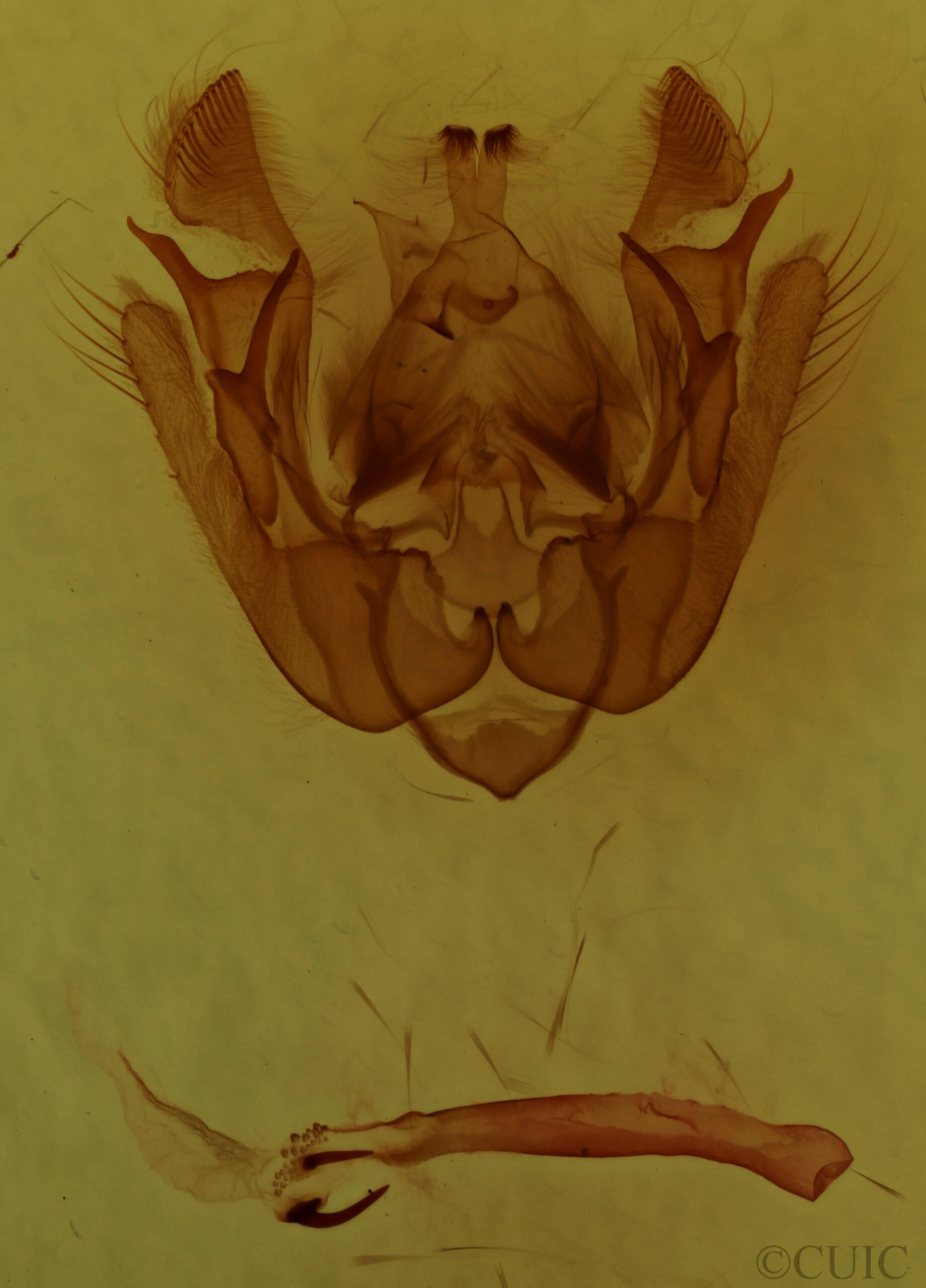 genitalia view of adult Euplexia benesimilis