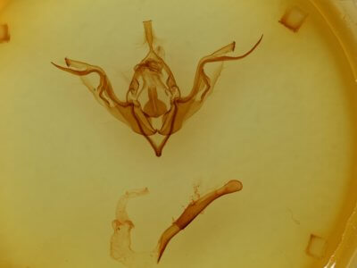 genitalia view of adult Eupsilia contracta