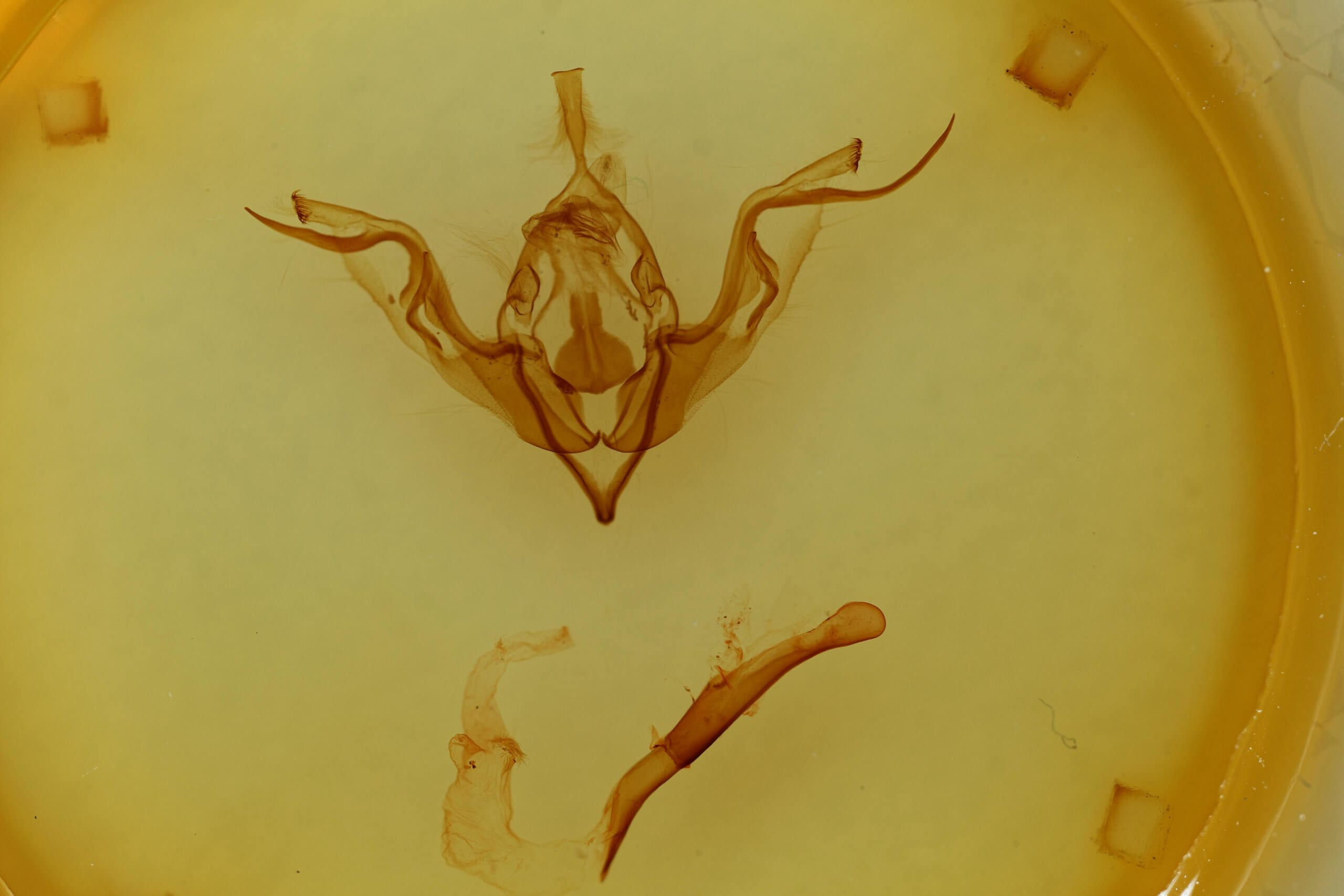 genitalia view of adult Eupsilia contracta