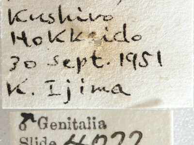 label view of adult Eupsilia contracta