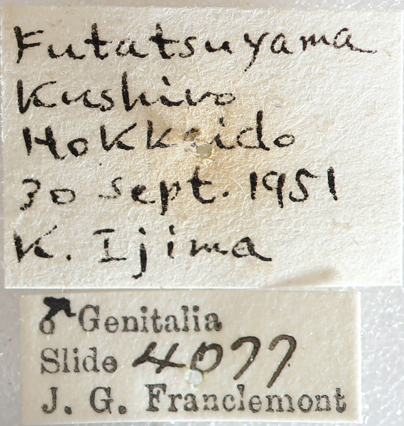 label view of adult Eupsilia contracta