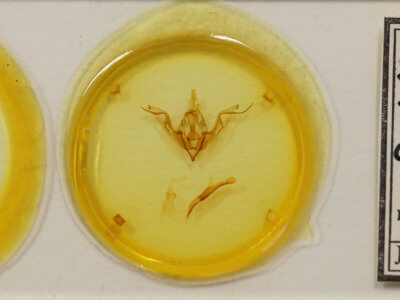 slide view of adult Eupsilia contracta