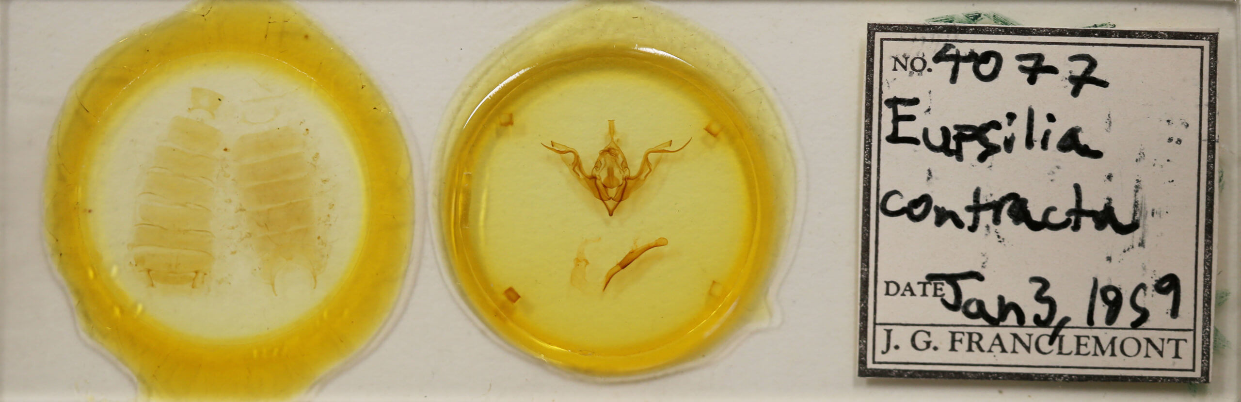 slide view of adult Eupsilia contracta