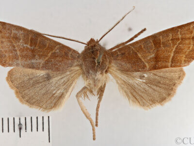 dorsal view of adult Eupsilia contracta