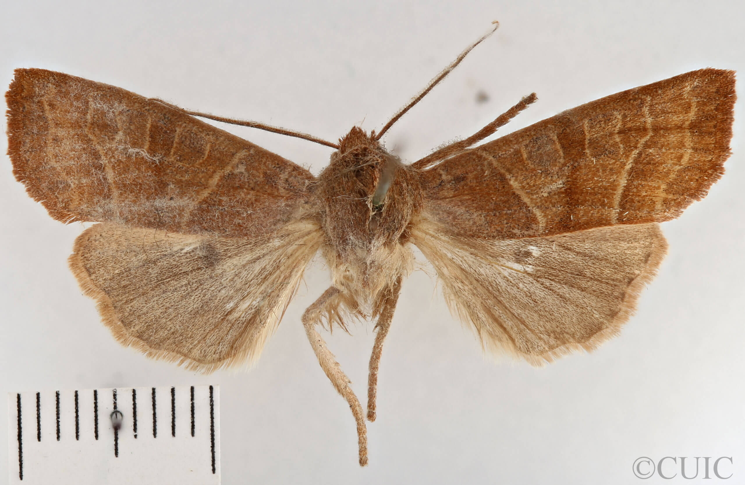 dorsal view of adult Eupsilia contracta