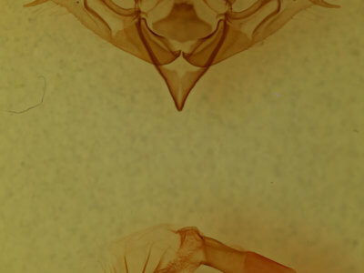 genitalia view of adult Eupsilia fringata