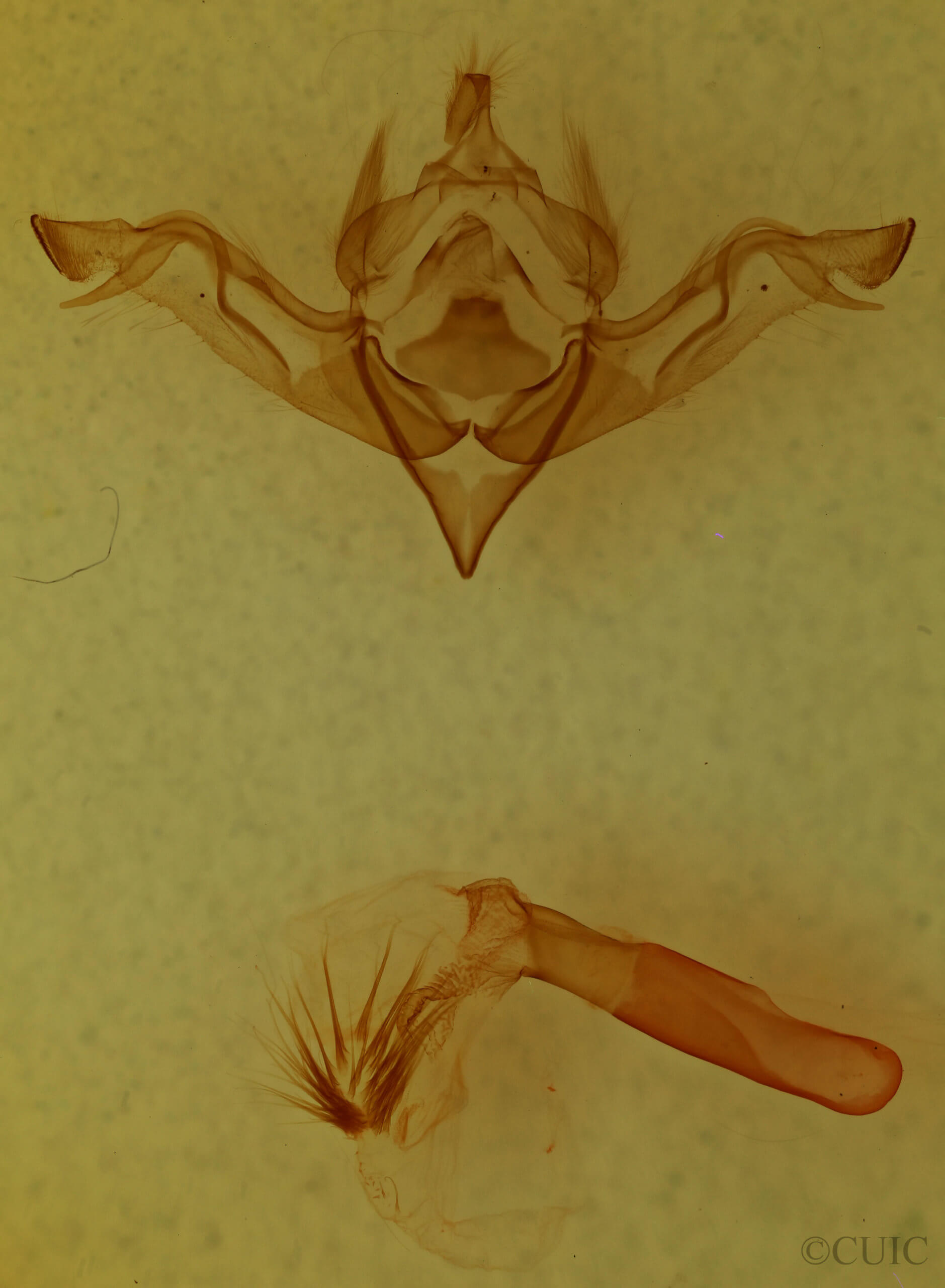 genitalia view of adult Eupsilia fringata