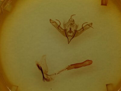 genitalia view of adult Eupsilia strigifera