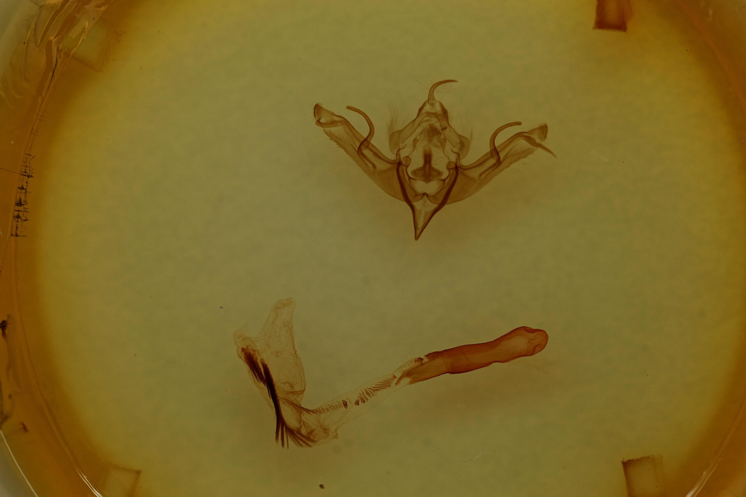 genitalia view of adult Eupsilia strigifera