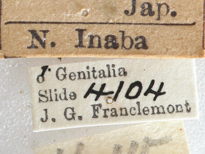 label view of adult Eupsilia strigifera