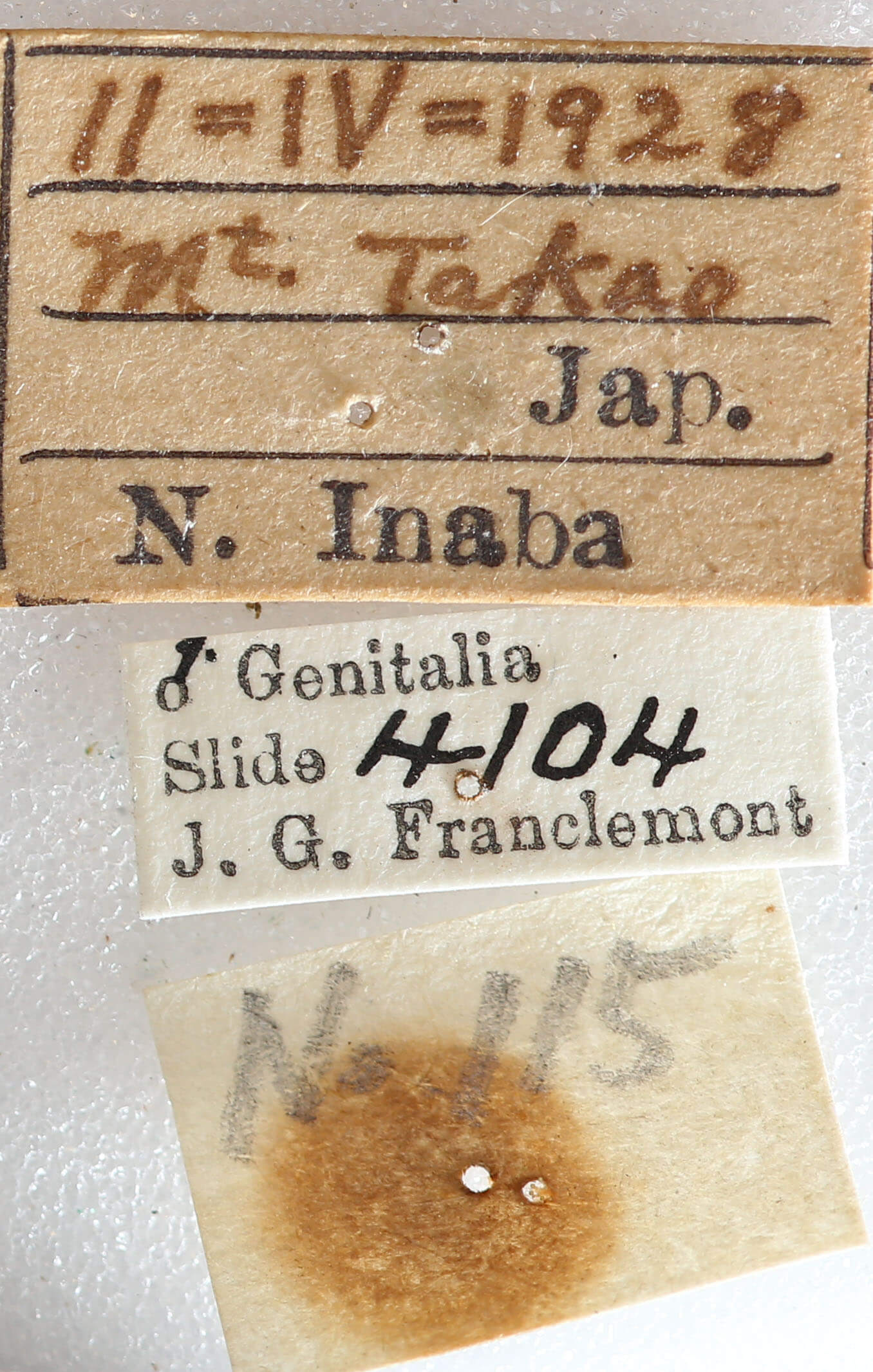 label view of adult Eupsilia strigifera