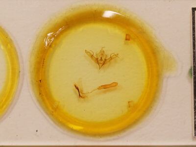 genitalia view of adult Eupsilia strigifera