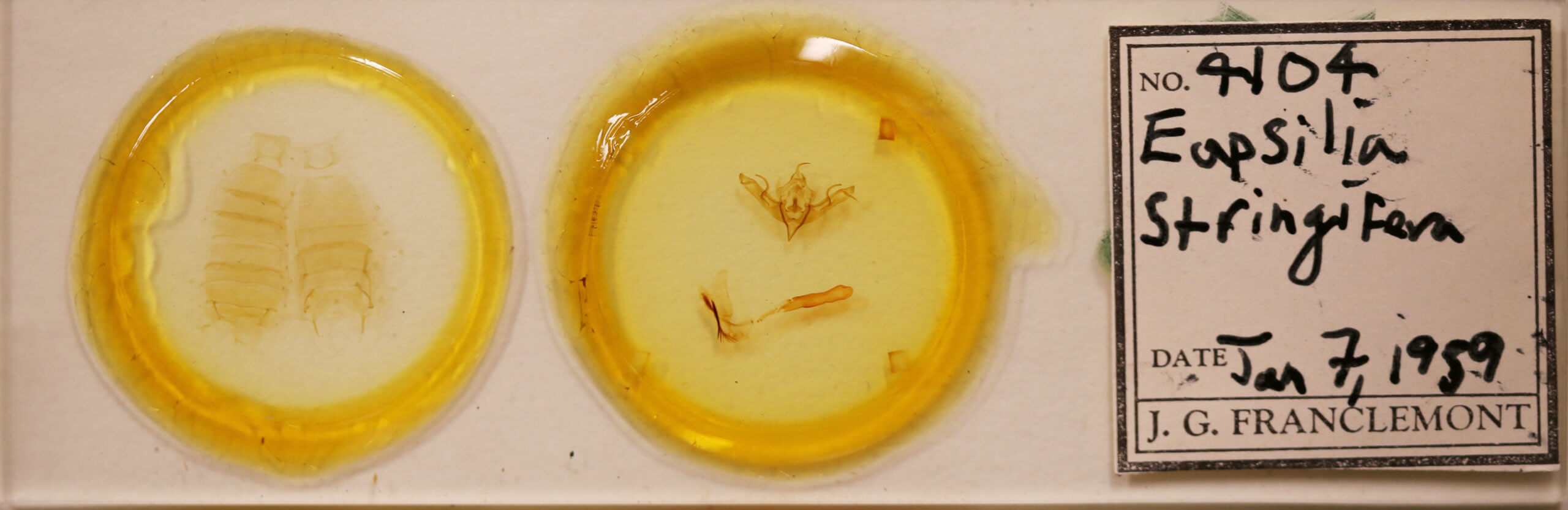 genitalia view of adult Eupsilia strigifera